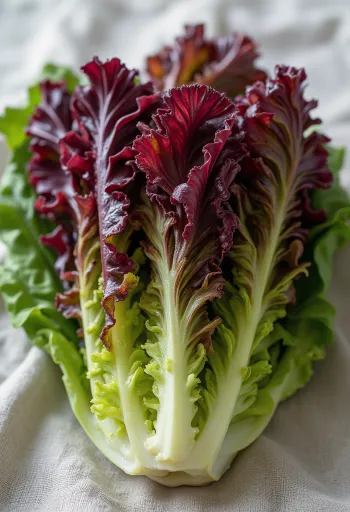 Frischer Lollo Rosso Salat mit roten und grünen Blättchen auf Schneidebrett